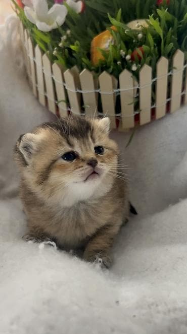 ag pisik: Britan, Erkək, Ödənişli çatdırılma — 2