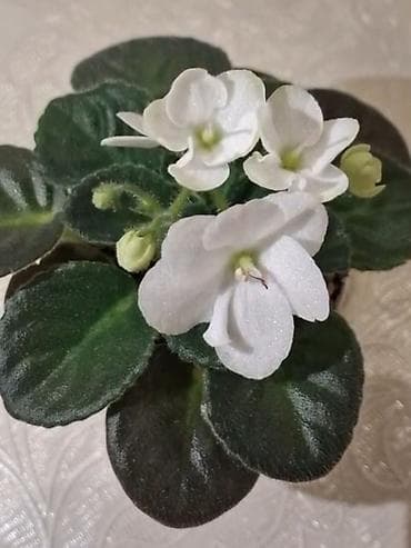 kitayski roza haqqinda: Фиалка Optimara LooXo Luminous — 2