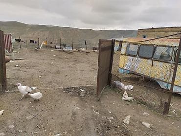 3 otaqlı mənzillərin satışı: Ferma kompleksi – mal-qara saxlanışı üçün hazır infrastruktur - Geniş — 7