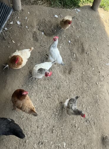 liqorin toyuq: Toyuq, Yumurtalıq, Ünvandan götürmə — 3