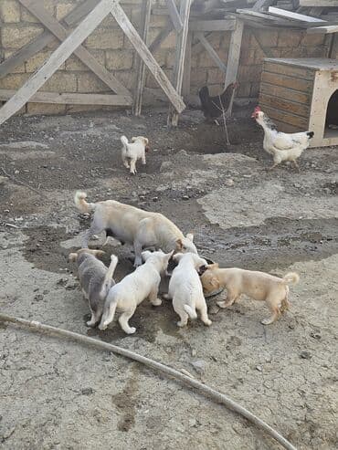 it şəkilləri: Zvanok, çubuş – qarışıq rənglərdə (krem, ağ, boz). Yeməyə — 3