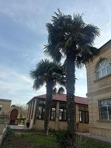 sultan daragi gülü: Məhsul: Həyətyanı sahə üçün iri ölçülü palma ağacları (Trachycarpus — 2