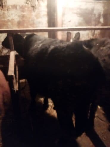 buzov satisi: Dana, buzov, Erkək, ay: 1, 100 kq, Ətlik, Ünvandan götürmə — 3