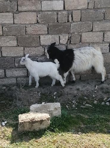 çəpişlər: Məhsul: Qoyun-keçi təsərrüfatı üçün ana keçi və balası (oğlaq) — 2
