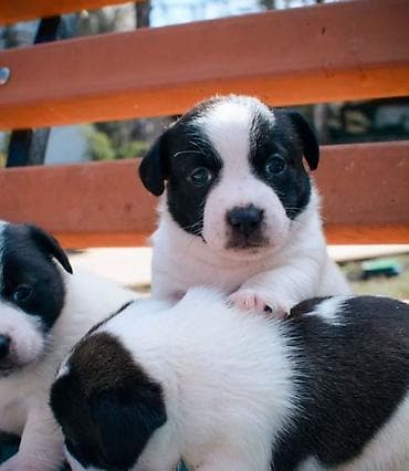 itlərin sekisi: Cek rassel teryer — 3