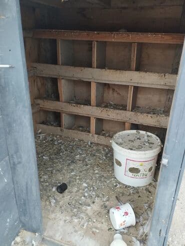 купить клетку для морской свинки: Taxta göyərçinxana / quşxana - Material: möhkəm taxta karkas — 1