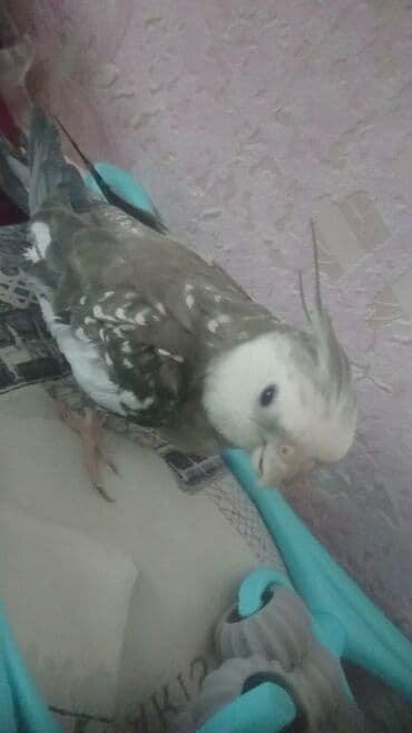 попугай ара цена: Yanaqsız karellalar cüt 250 - 370 azn — 8