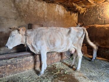 südlük inəklər: Ətdiydi 140 . 150 kq arası əti var 4 qarın doğub — 4