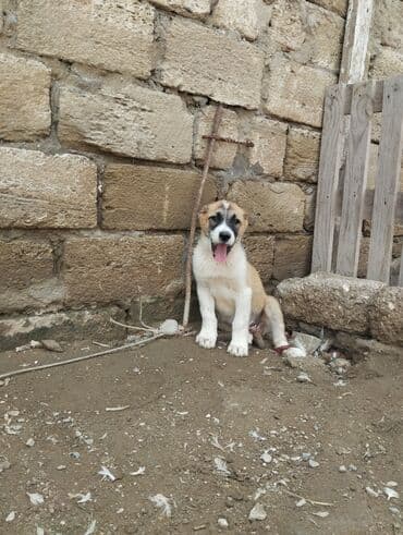 coban iti sekilleri: 2 ay, Peyvəndli — 1