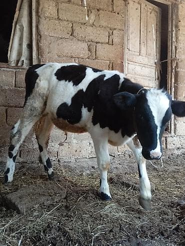 simental dişi buzağı: 5 aylıq ivanofqa sortundan erkek dana satılır unvan bine savxo 1650 m — 5