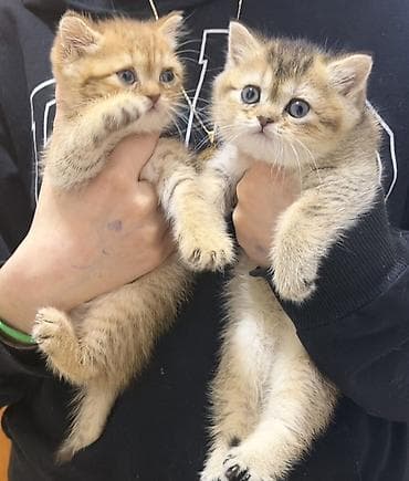 heyvan qirxan: Britan — 1