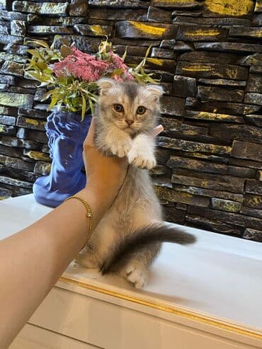 мейн кун купить в баку: Şotland, Dişi, Yaxşı əllərə, Ünvandan götürmə — 8