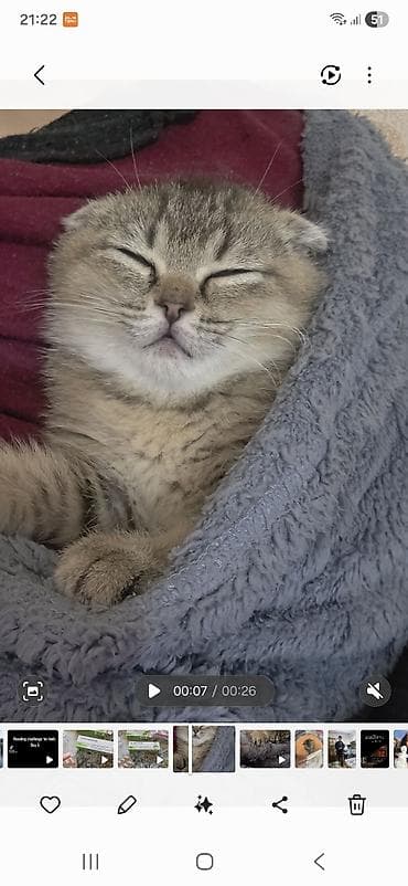 Digər heyvanlar: Şotland, Erkək — 5