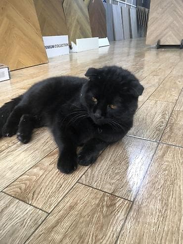 pisiy: Şotland yastı qulaq, Erkək, Yaxşı əllərə, Ünvandan götürmə — 5