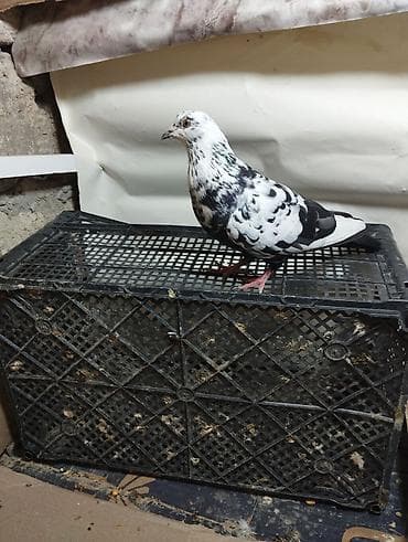 lelek: Evdə saxlanılan müxtəlif rəngli göyərçinlər - Növlər: uçan yerli — 2