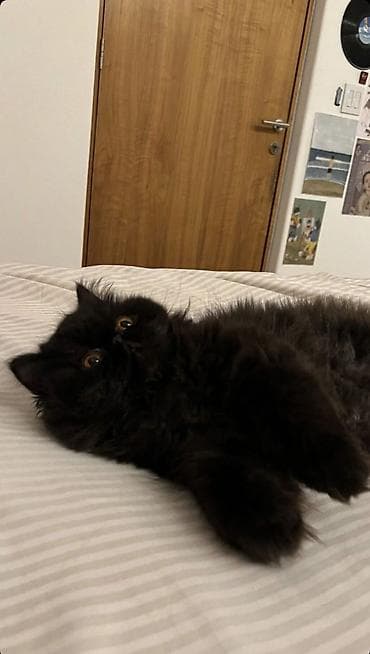 Pers pisiyi erkekdi qisir deyil 8 ayliq baladi qurd dermani verilip — 2