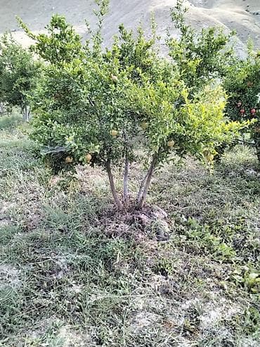 baki bina evi: 100 sot, Kənd təsərrüfatı, Mülkiyyətçi, Kupça (Çıxarış) — 5