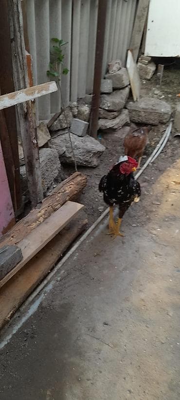 ana bala keci: Xoruz, il: 1, Ünvandan götürmə — 2