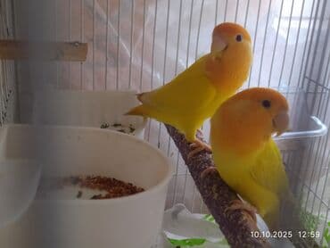 попугай ара цена: Salam, Nerazlucniklər sarı narıncı başlı narıncı quyruqlu cütlər 120 — 7