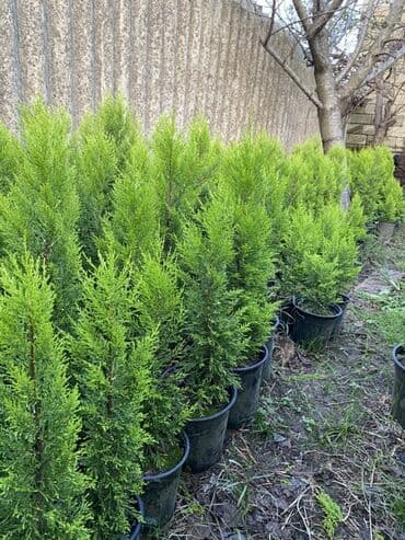 Buket güllər: 🌿 Satılır – Dekorativ Həyət və Bağ Bitkiləri 🌳 Həyət və bağların — 3