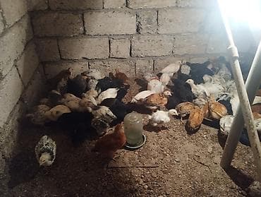 cücə qiyməti: Toyuq cücələri, Damazlıq — 1