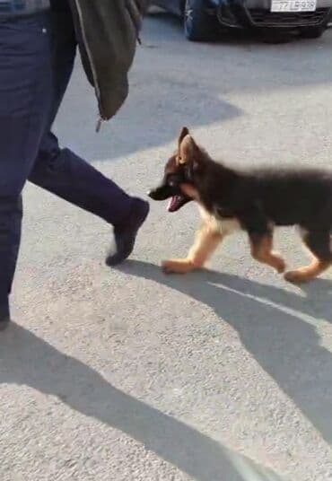 кавказская овчарка купить: Немецкая овчарка, 2 месяца, Самец — 2