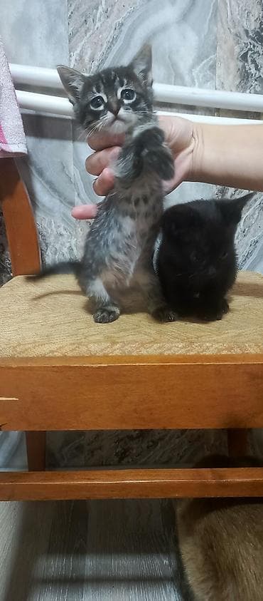 itler bala: Siam — 4