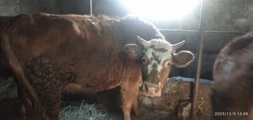 Akvariumlar: Qaramal heyvanları - Növ: inək (2 baş) - Rəng: biri qara, biri — 2