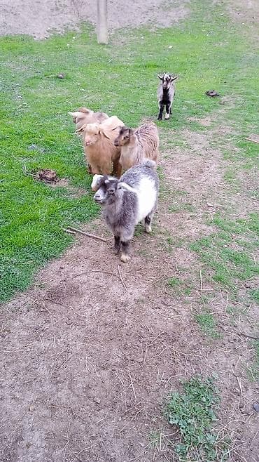 Dovşanlar: Salam cebişler 3 ayliqdilar 95 manatdan — 3