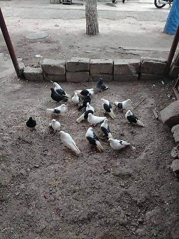 Akvariumlar: Göyçəplər satılır 10 dənə təmiz Iran quşlaridır, əsənlərdəndir, badam — 1