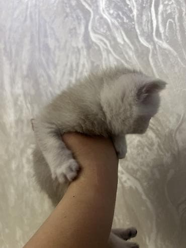 pişik sudu: Britan — 3