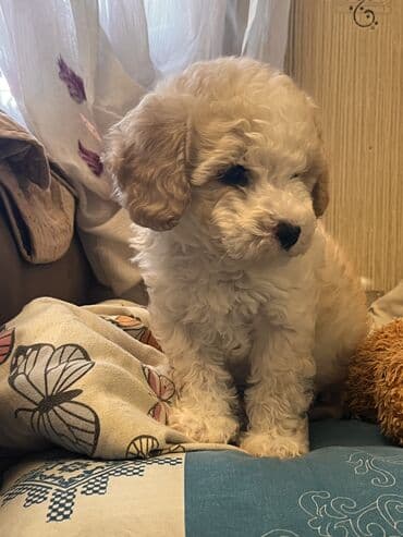 alabay iti satisi: Pudel, 2 ay, Erkek, Peyvəndli, Ödənişli çatdırılma — 3