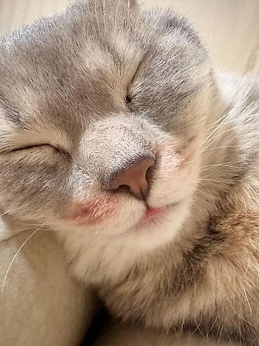 cat: Şotland, Erkək, Cütləşmə üçün, Ünvandan götürmə, Ödənişli çatdırılma — 5