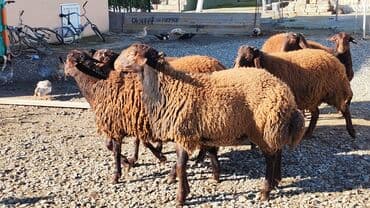 tap az qoyun: Qoyun sürüsü – yerli ətlik-südlük istiqamət - Növ: qaragül/yerli tükü — 8