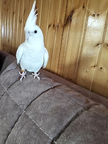 quş hini: Albinos tam öyredilmiş 14 aylığ dişi korela Ağ rəngli cockatiel (nimfa — 1