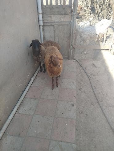 quba qoyun: Qoyunlar – 2 baş - Cins: yerli ətlik/yunlu tip. - Rənglər: biri tünd — 2