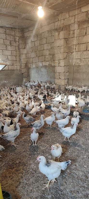 Toyuq cücələri, Ətlik, Ünvandan götürmə