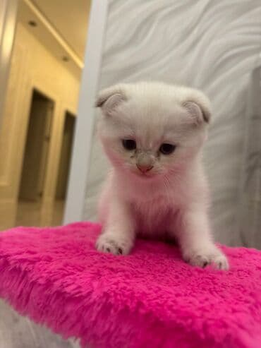 şotlan pişik: Şotland yastı qulaq, Erkək, Dişi, Yaxşı əllərə, Ünvandan götürmə, Pulsuz çatdırılma, Ödənişli çatdırılma — 171