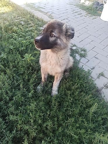 heyvan it: Qurdbasar, 2 ay, Erkek, Ödənişli çatdırılma, Ünvandan götürmə — 1