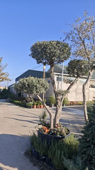 zeytun tingləri: Bonzay Zeytun Topiarlı zeytun ağacı – iri ölçülü, çoxgövdəli formalar — 1