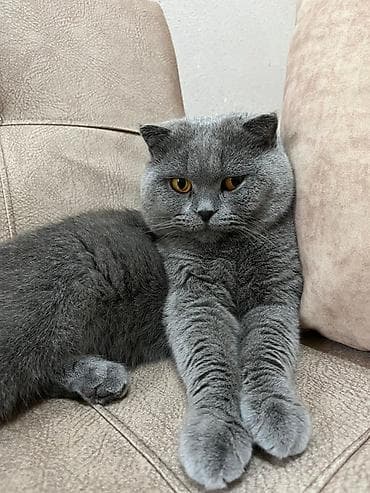 pişik pers: Şotland — 1