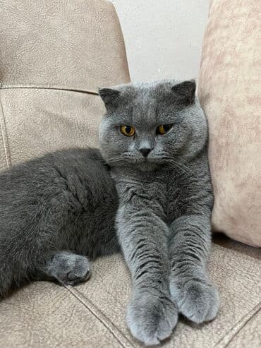 Şotland yastı qulaq, Erkək lalafo.az -da Şotland yastı qulaq, Erkək