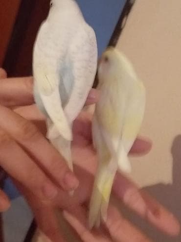 Digər quşlar: Məhsul: Dalğalı tutuquşu (bazarık/parakeet) cütü Təsvir: - Rənglər — 2