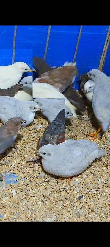 Çin bildirçini, dekorativ maraqlı quşlardı, evdə qəfəsdə belə saxlamaq