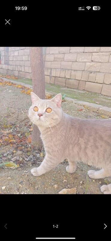 cins pişik: Britan — 1