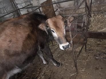 cins heyvanlar: Satılır: yerli cins danalar (3 baş) - Şəkillərdə görünən tövlədə — 4