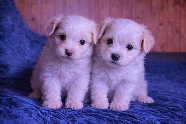 itler sekilleri: 2 ay, Peyvəndli — 3