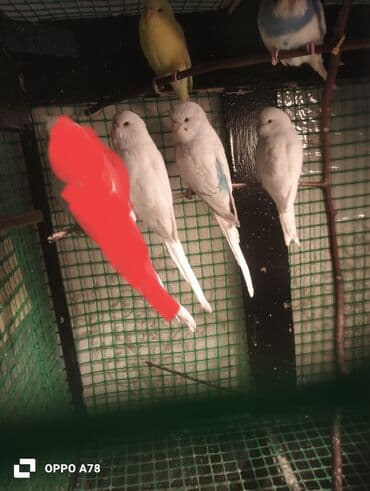 tutuqus: Ag balalar 15m 1 ed sari 6 7 aylig 20m erazi Zabrat — 3