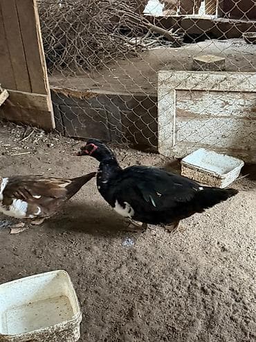 Ördək dişi 30, Ördək ərkey 50