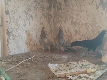 goyərcinler: Salam quwbazlar biler ne quwdu bular. 10 15 manatliq ebrewlerden deyil — 5